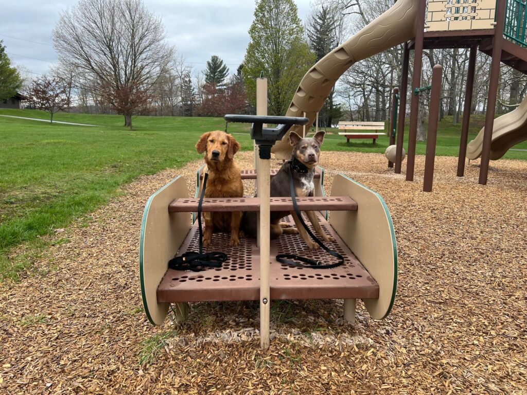 dogs working on their obedience training at a local park with core k9 trainers