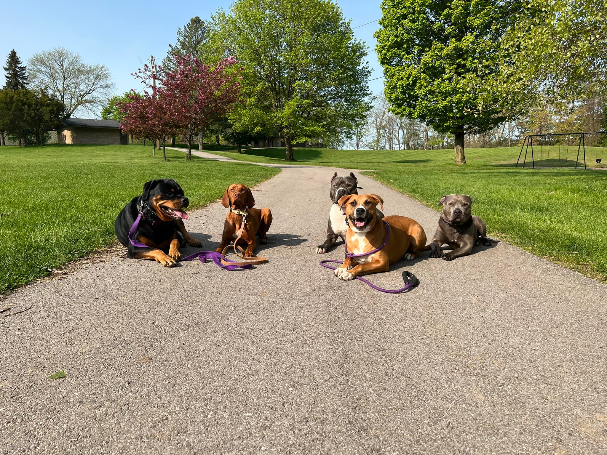 four dogs on a field trip to a park to work on their down stays with a trainer at core k9 training