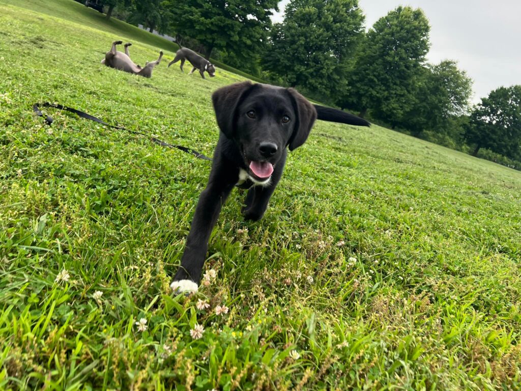 a puppy with core k9 trainers working on off leash recall training