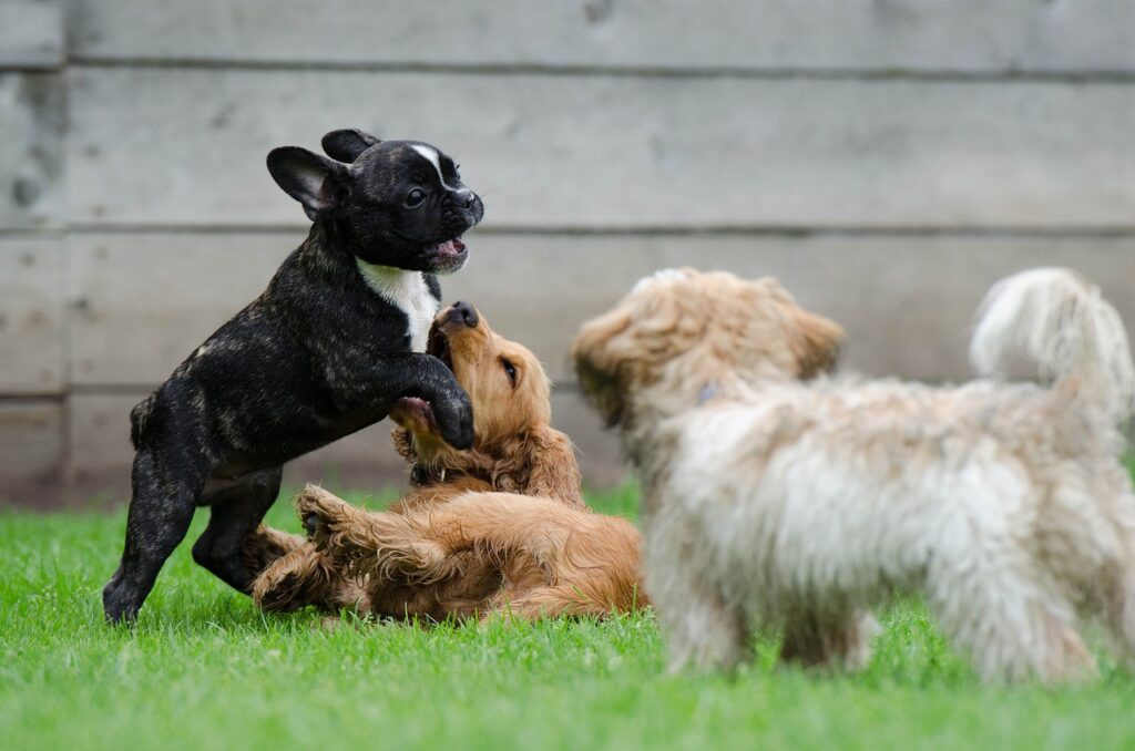 playing puppies, young dogs, french bulldog-790638.jpg