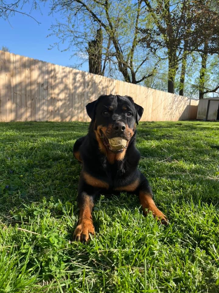Core Rottweilers Home – Core K9 Training