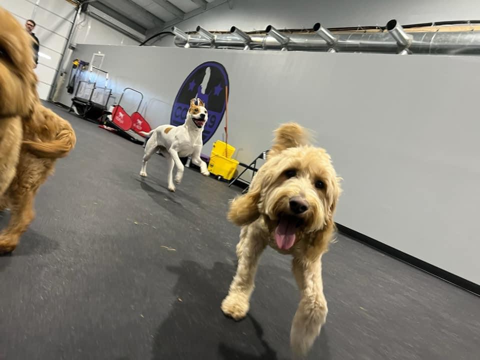 dogs playing during daycare with core k9 training