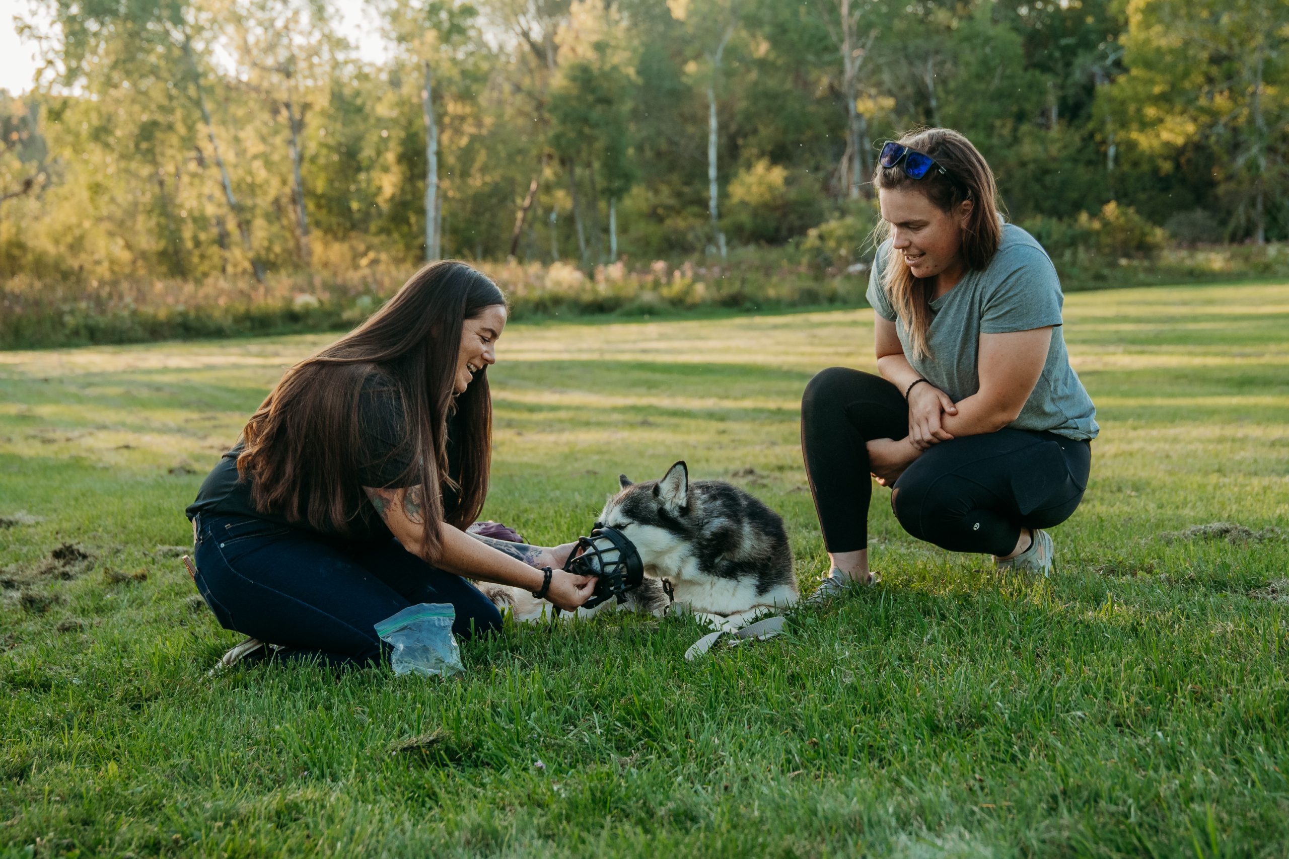 Dog training session at Core K9 Training in Richmond KY, teaching muzzle conditioning during private lessons for a husky