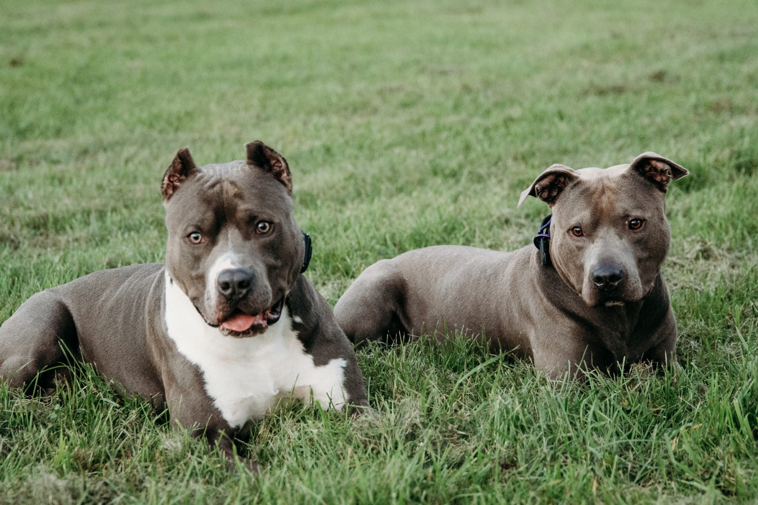 Dog trainer working with two dogs on leash obedience at Core K9 Training facility in Richmond, KY