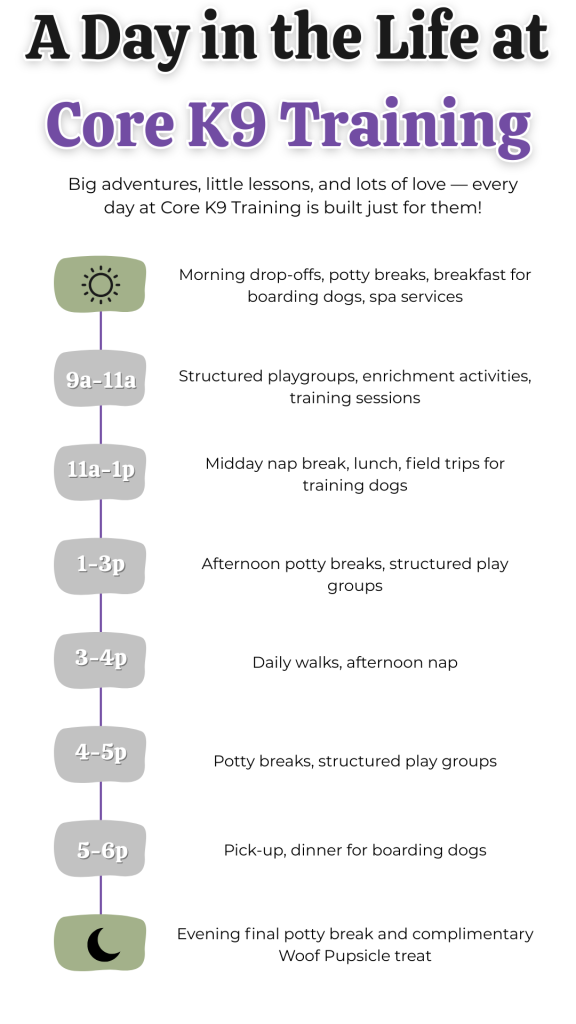 A Day in the Life at Core K9 Training - Daily Schedule for Dogs in Daycare and Boarding