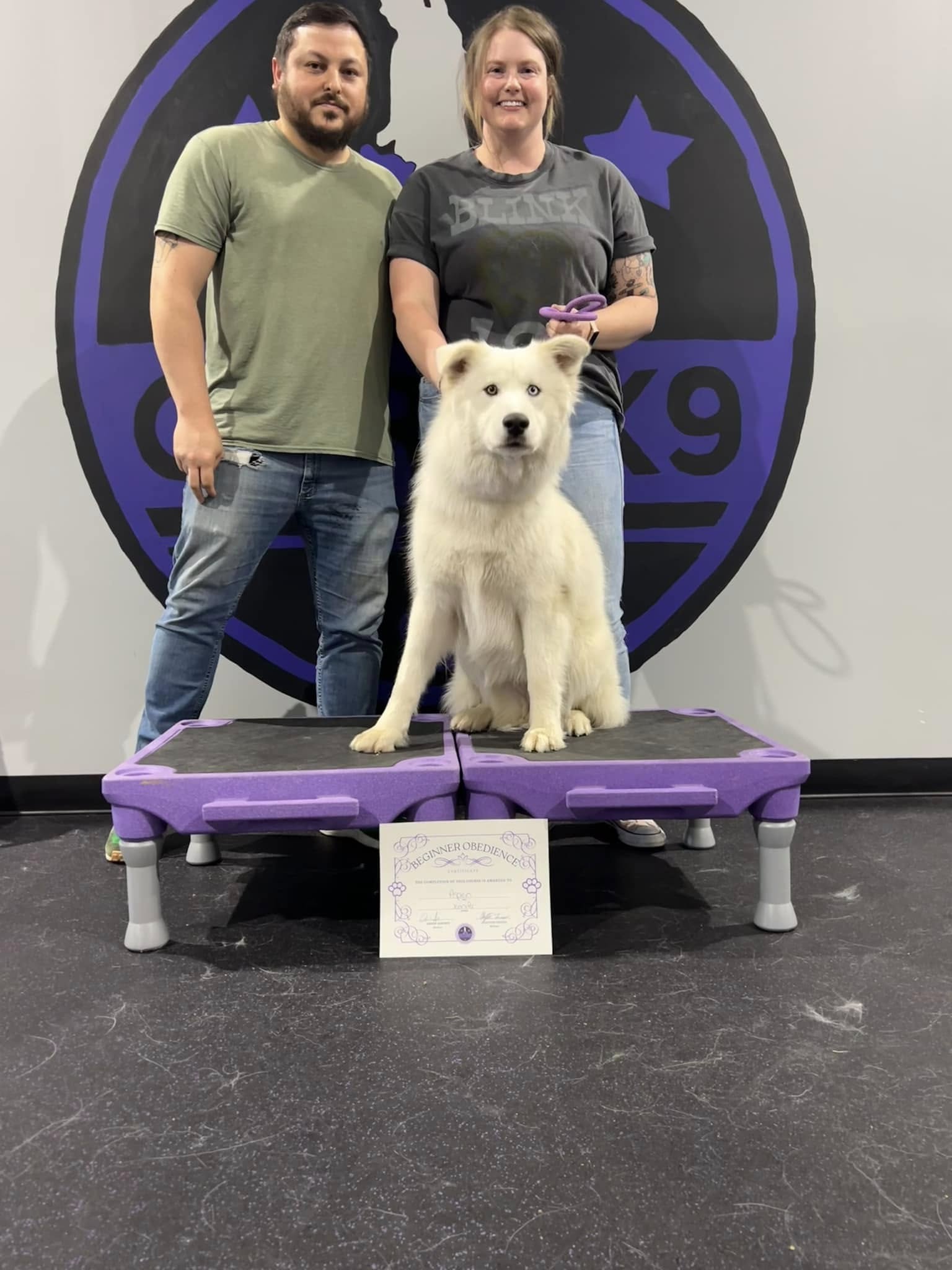 a dog passing group class training with core k9 training