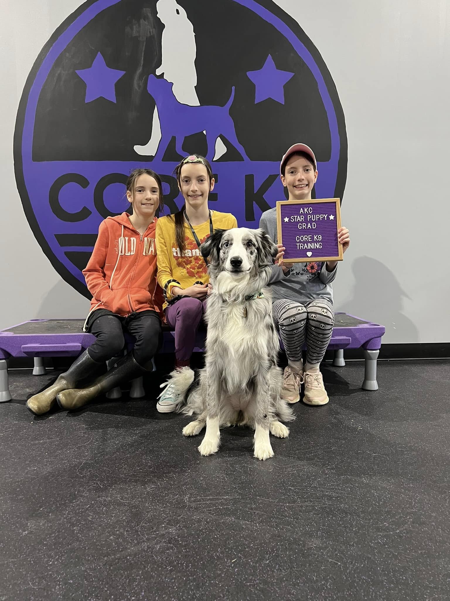 a dog passing group class training with core k9 training