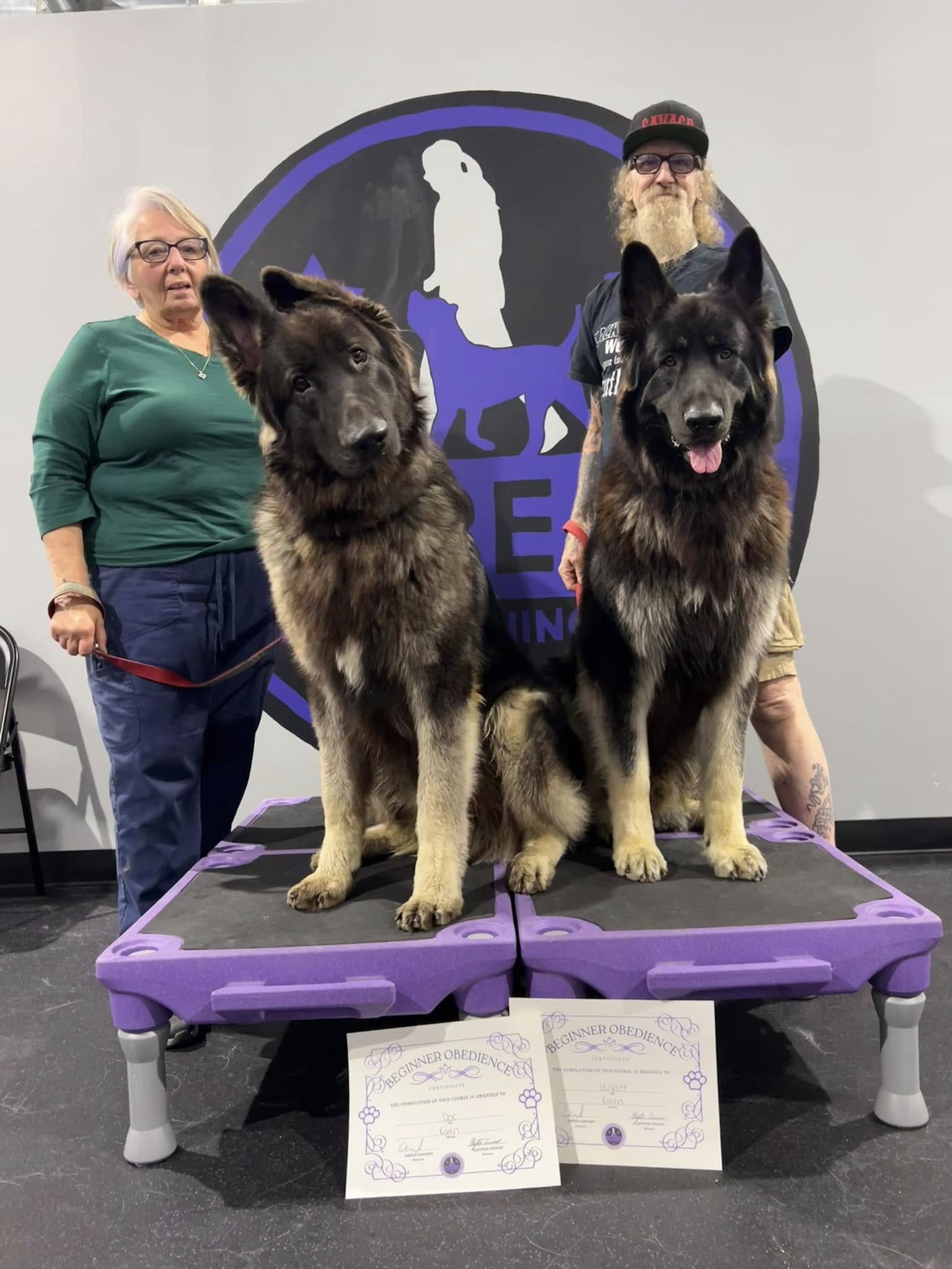 a dog passing group class training with core k9 training