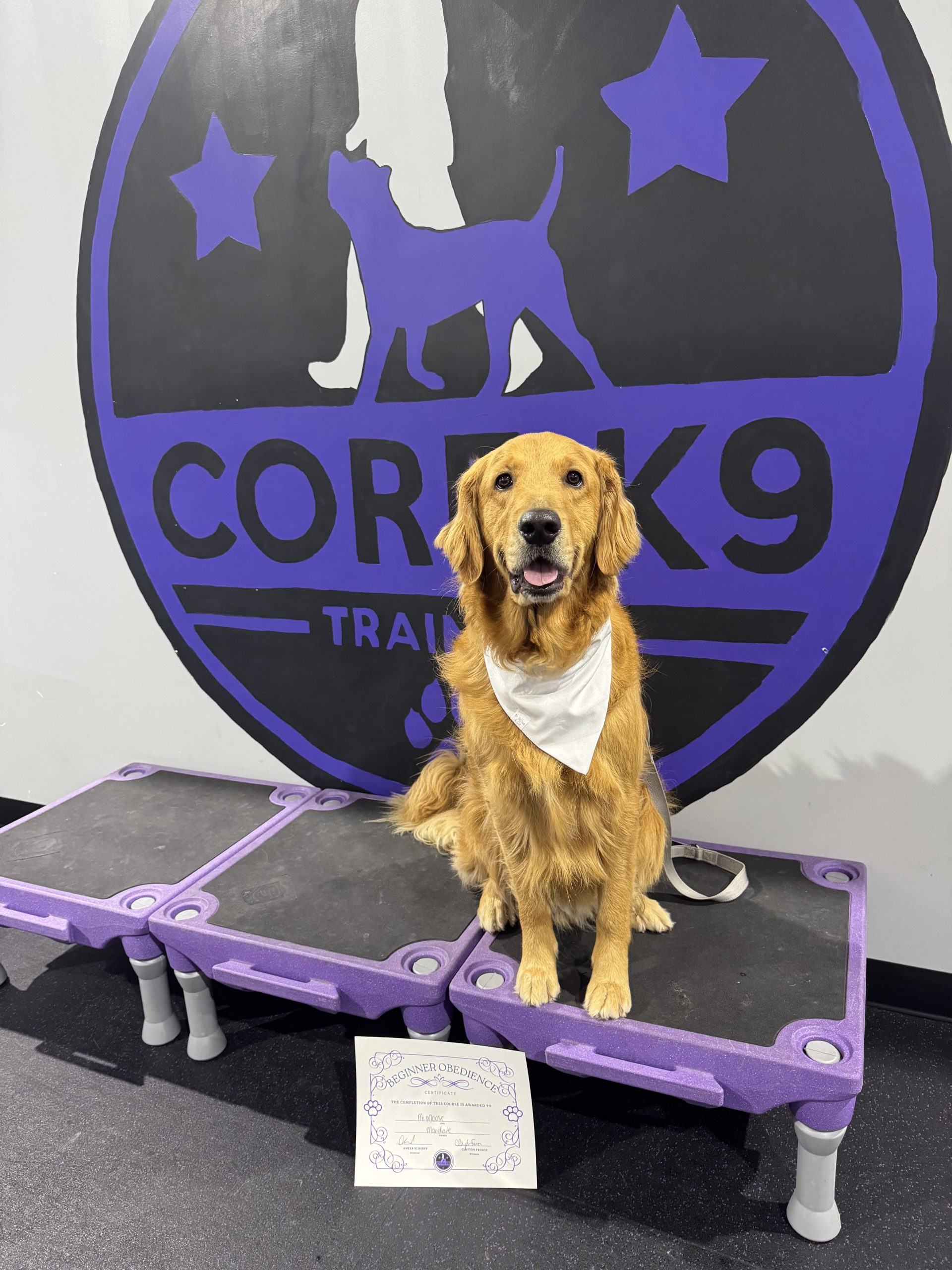 a golden retriever passes beginner obedience with core k9 training