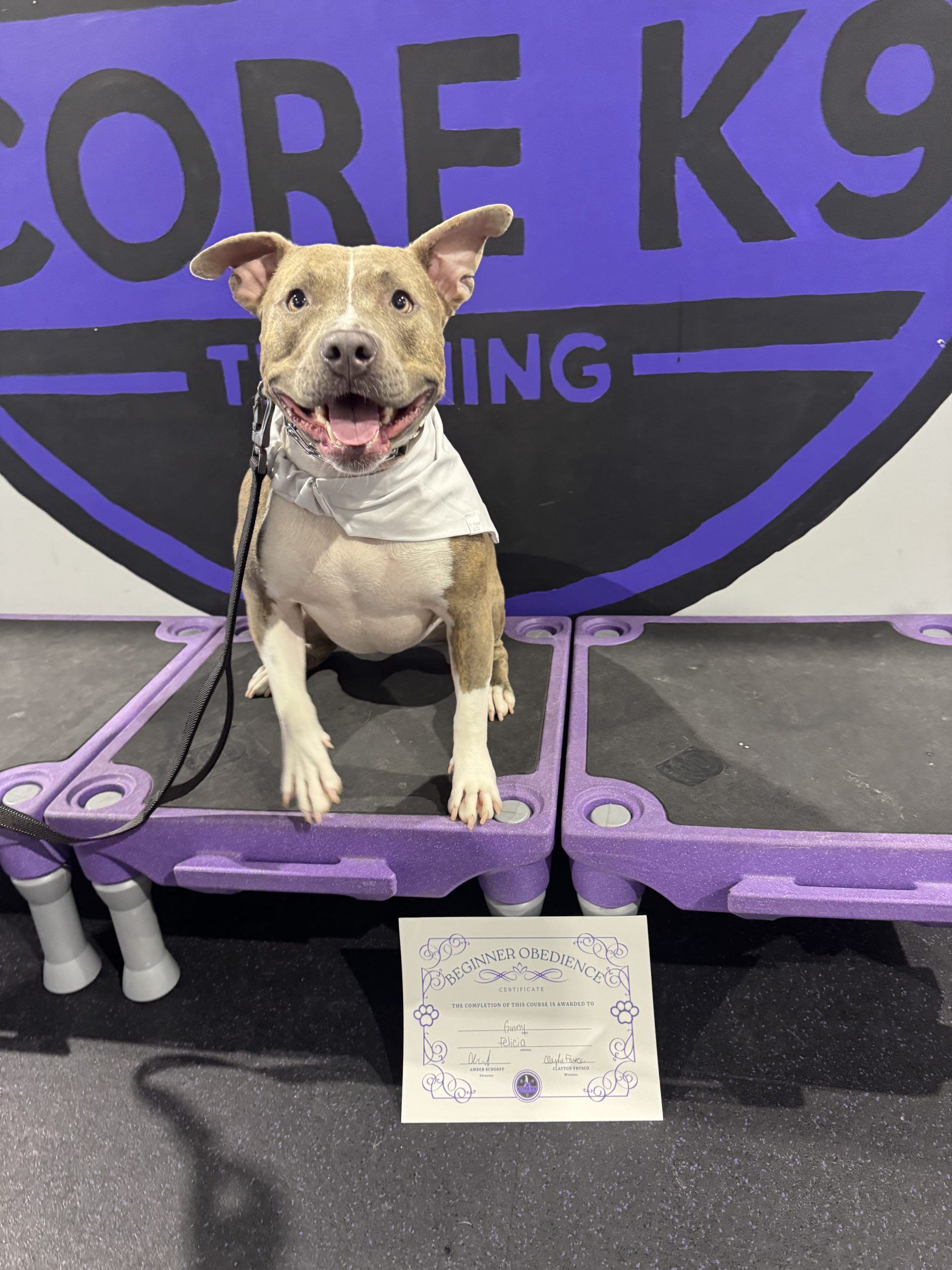 a pitbull mix passes beginner obedience with core k9 training