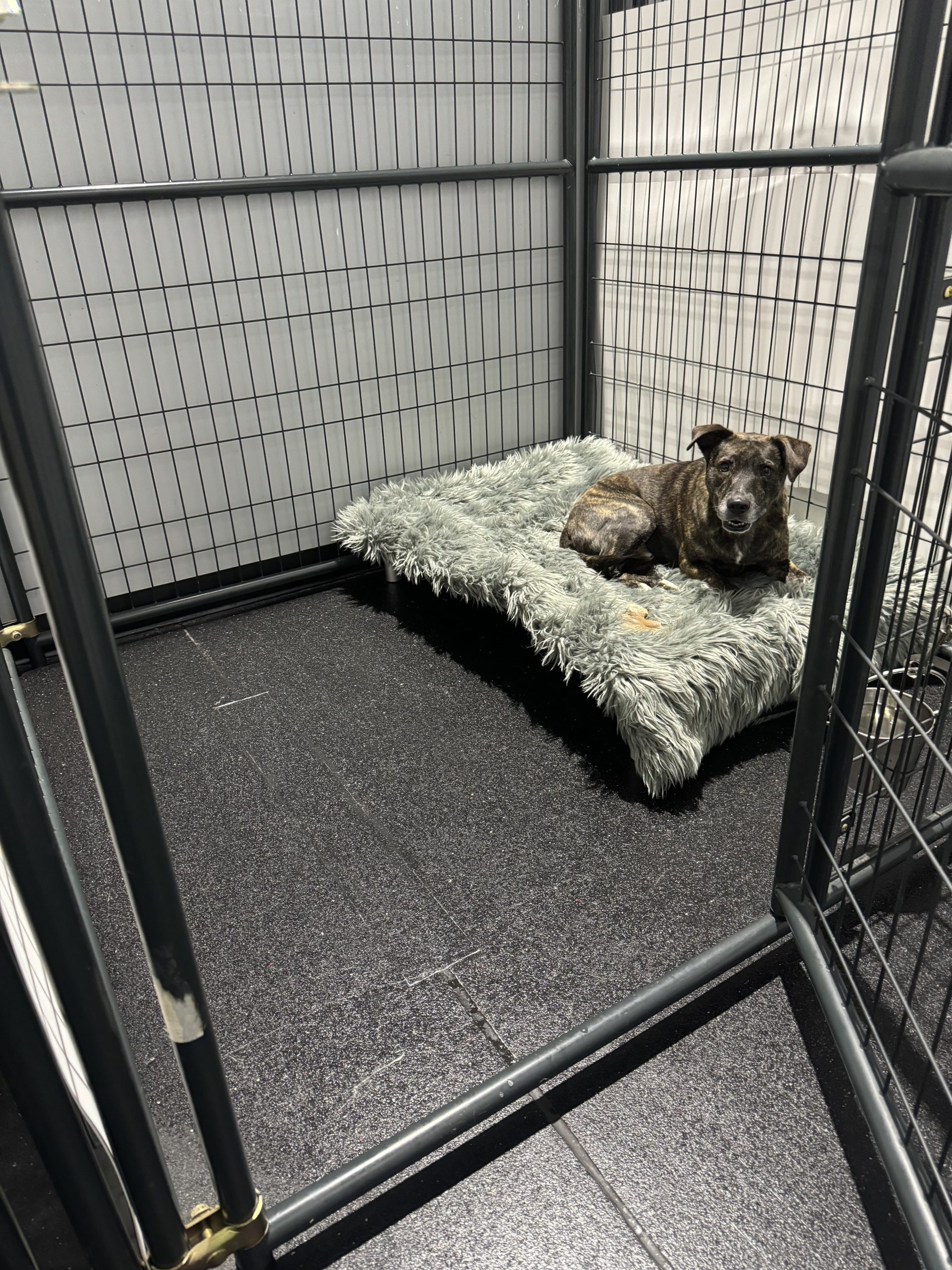 a dog boarding with core k9 training, relaxing on their bed
