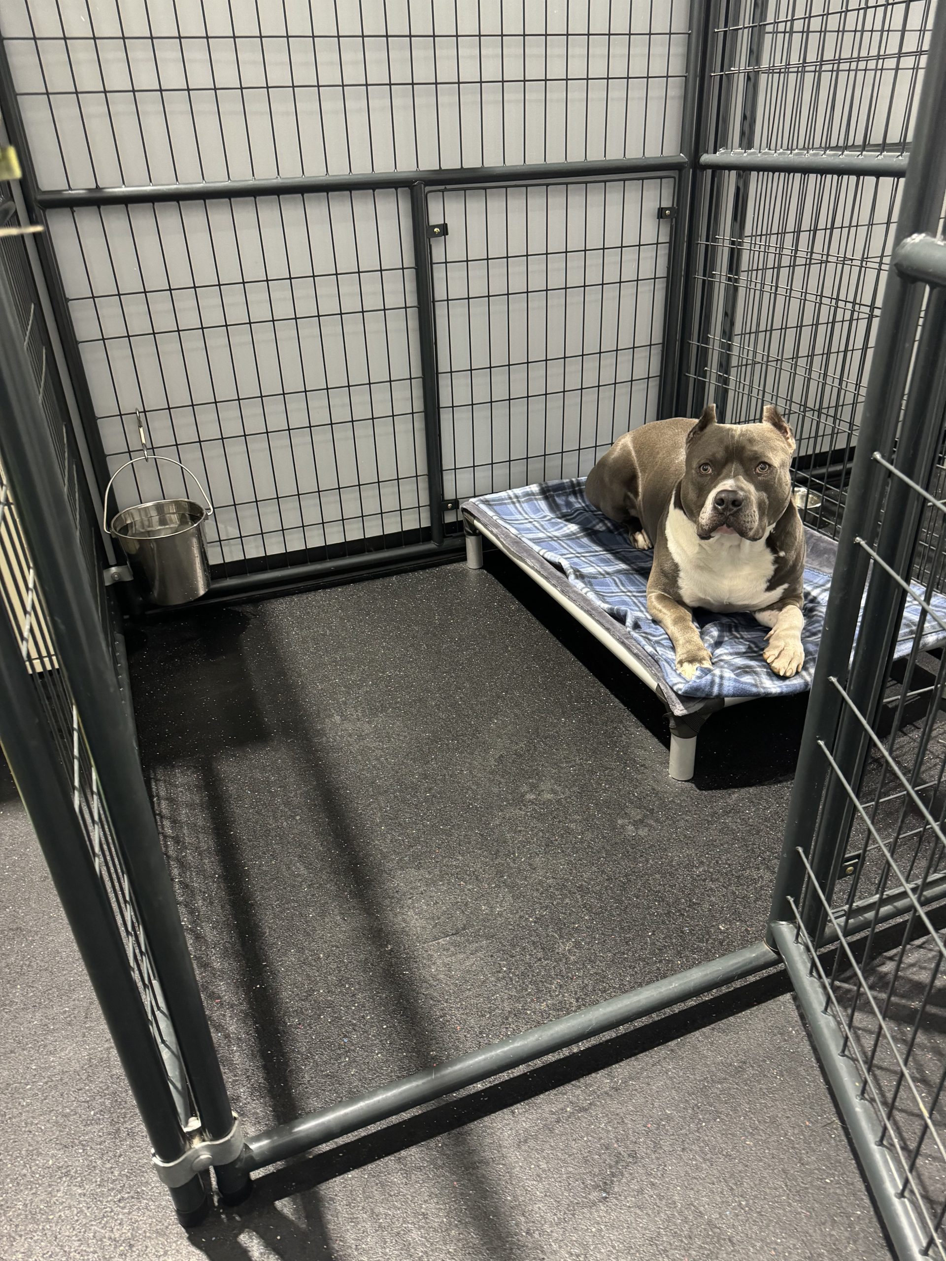 a dog boarding with core k9 training, relaxing on their bed