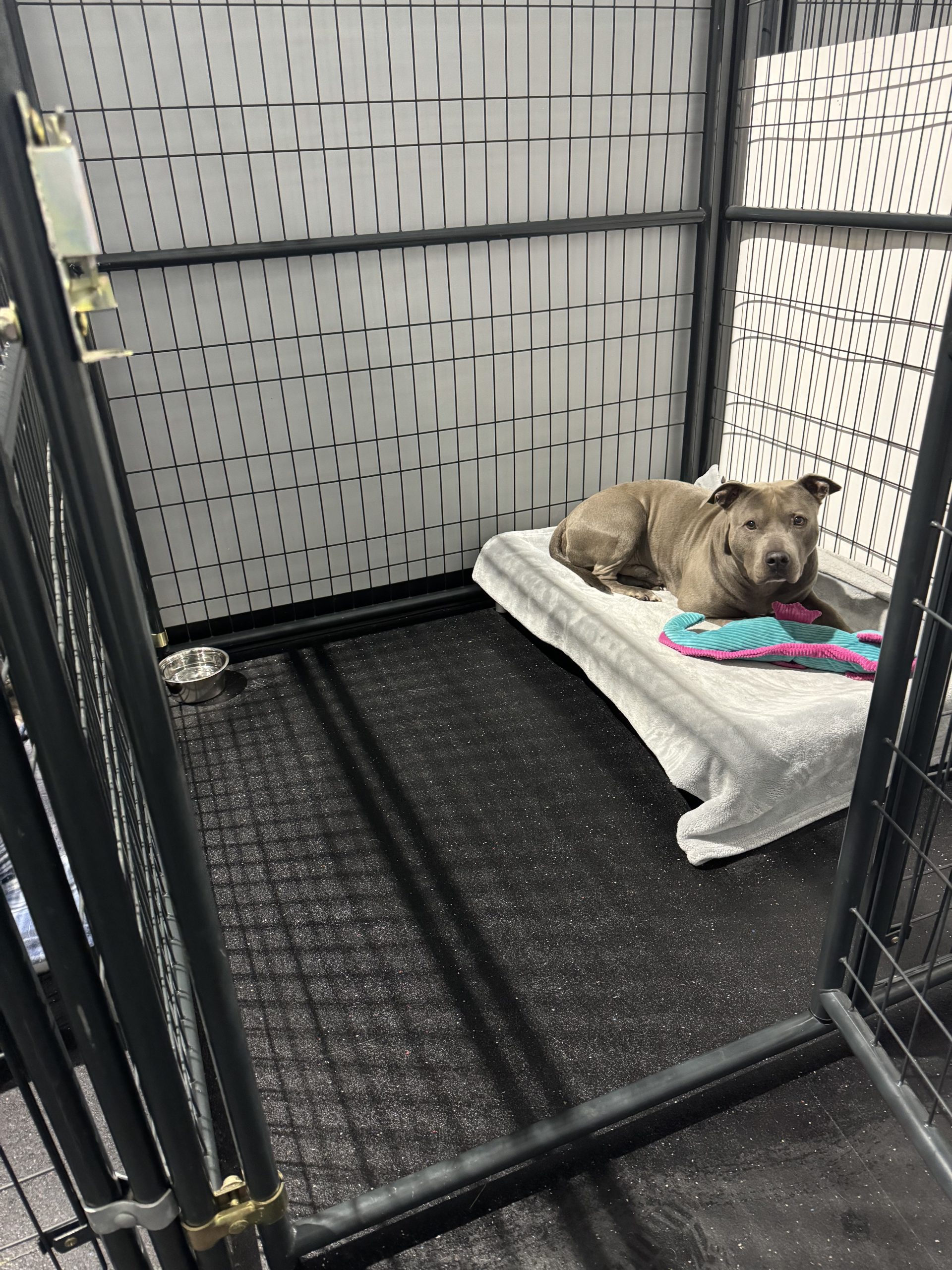 a dog boarding with core k9 training, relaxing on their bed