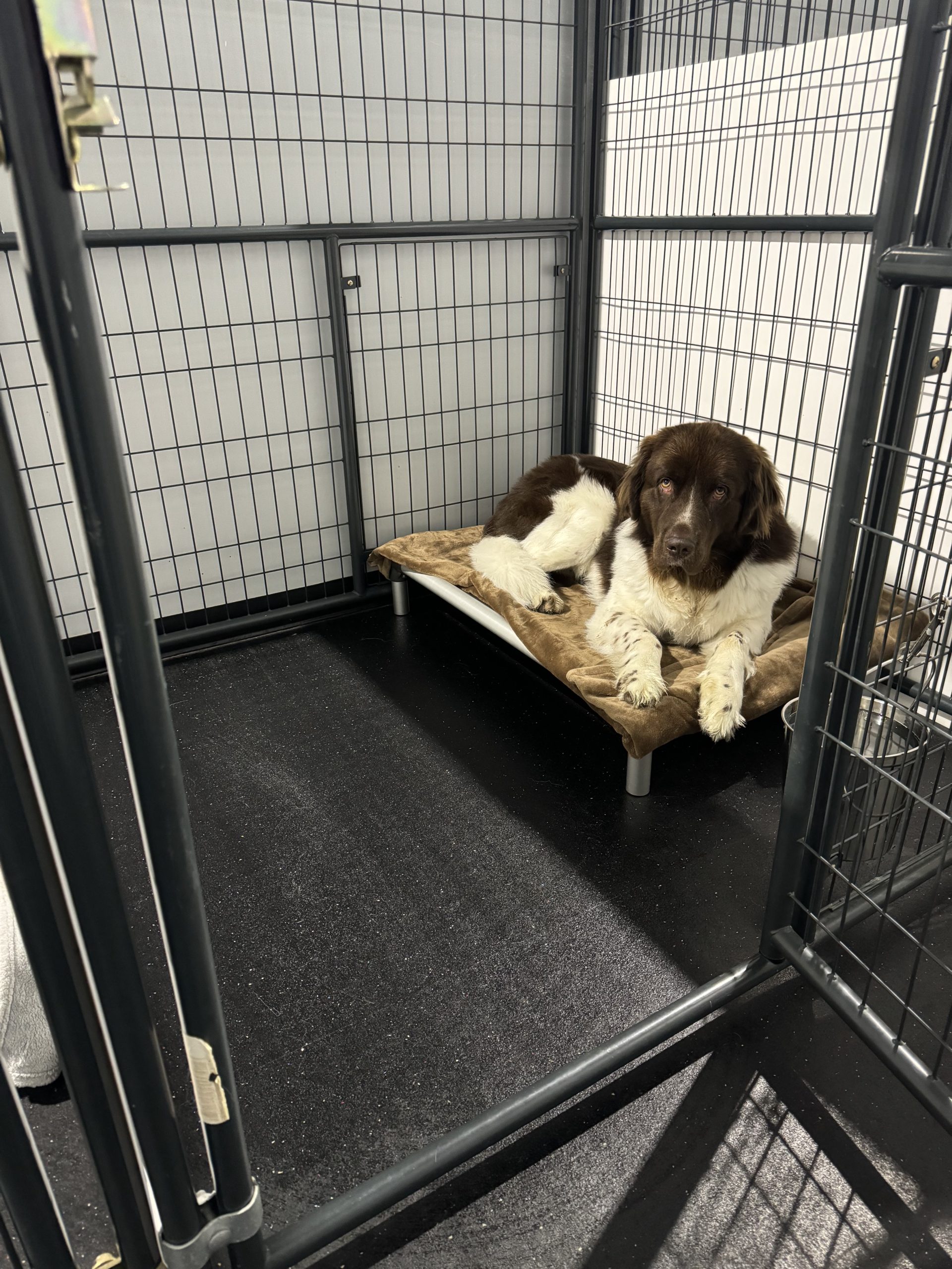 a dog boarding with core k9 training, relaxing on their bed