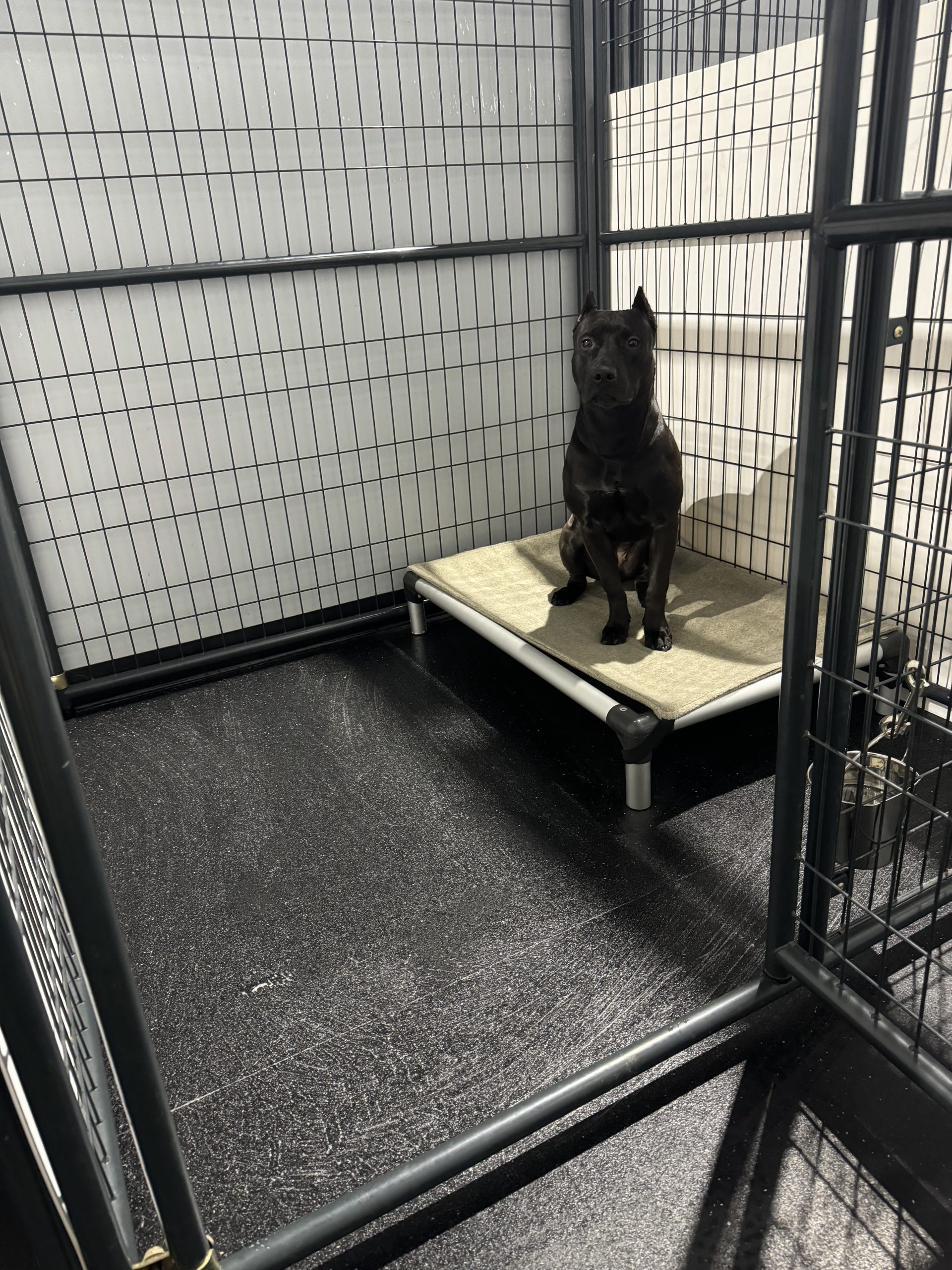 a dog boarding with core k9 training, relaxing on their bed
