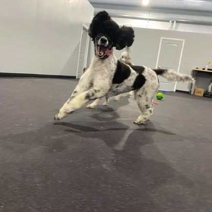 structured daycare at core k9 training