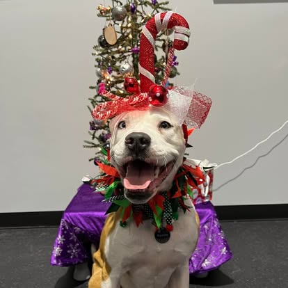 structured daycare at core k9 training