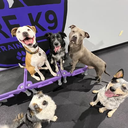 structured daycare at core k9 training