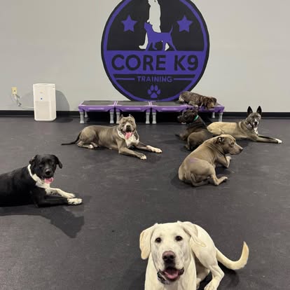 structured daycare at core k9 training