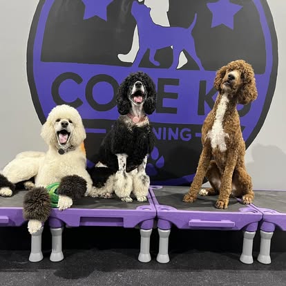 structured daycare at core k9 training