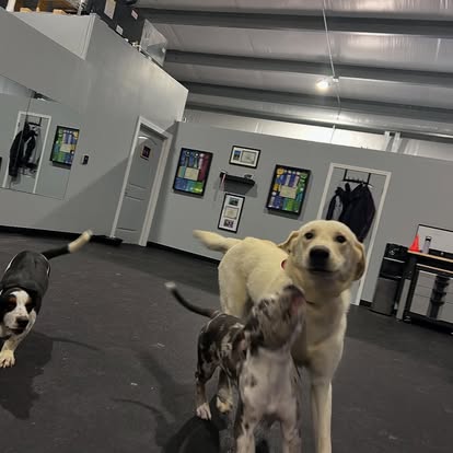 puppy training with core k9 training