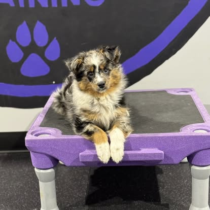 puppy training with core k9 training