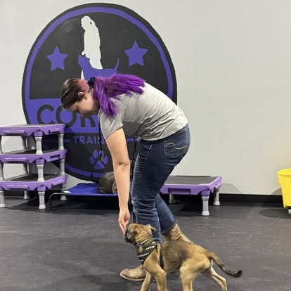 puppy training with core k9 training