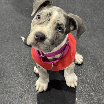 puppy training with core k9 training