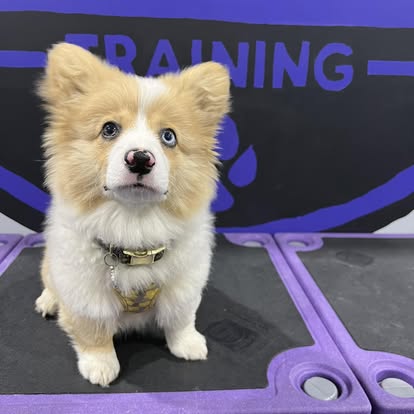 puppy training with core k9 training