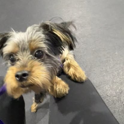 puppy training with core k9 training