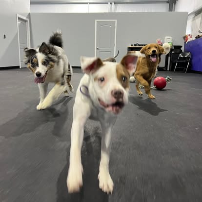 puppy training with core k9 training