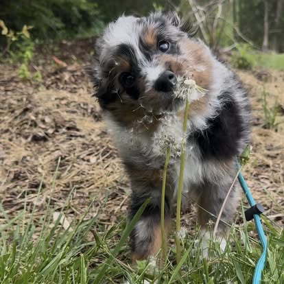 puppy training with core k9 training
