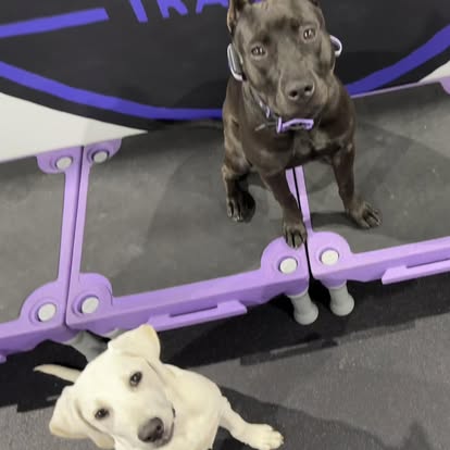 puppy training with core k9 training