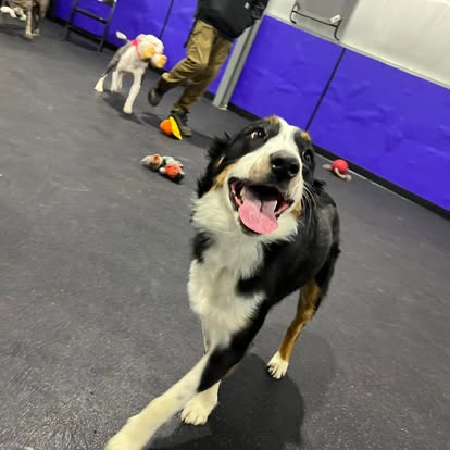 puppy training with core k9 training